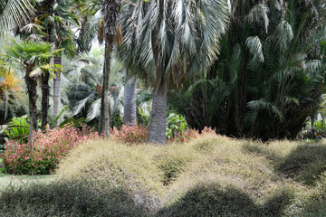 Cactus Garden, San Diego