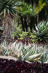 Cactus Garden, San Diego