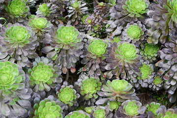 Cactus Garden, San Diego