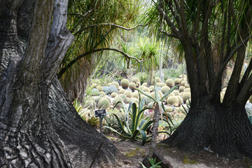 Cactus Garden, San Diego