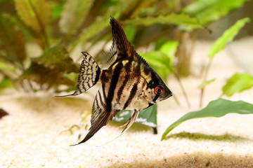 Tiger Marble angelfish pterophyllum scalare aquarium fish 