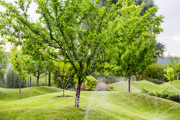 Fototapeta na wymiar Automatic sprinklers watering novel fruit garden with hills covered by green grass lawn