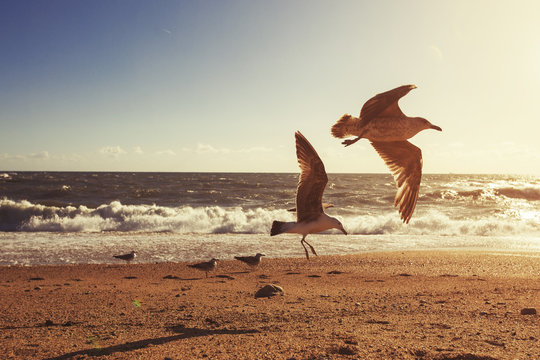 Gulls flying on ocean sunset