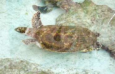 Swimming Turtle in Carribean Sea