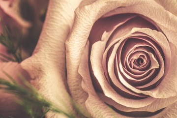  Rose flower shabby style.