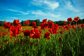 Obraz premium field of red poppy seed flower on blue sky