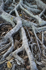 Tree Roots