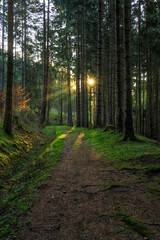 Obraz premium Wald vom Sonnenlicht durchflutet