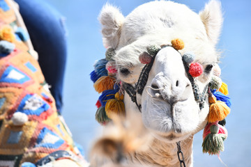 Camel muzzle decorated with pompons