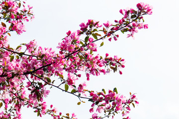 Tree branches during spring creating a beautiful pink flowers Paradise. Quebec, Canada.