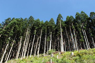 杉林