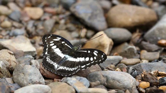Studded Sergeant (Athyma asura) : Nymphalidae butterfly from tropical and subtropical Asia eat some mineral from the rock