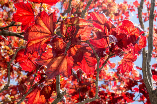 Close-up of a summer Maple Leaf with natural red leaves. Quebec, Canada.