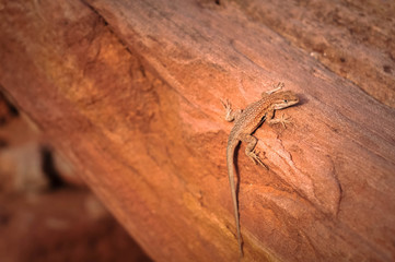 Lizard in the Zion National Park, USA