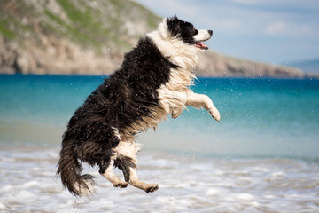 Border Collie dog jumping at beach
