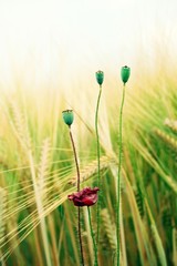 Flowers on the meadow