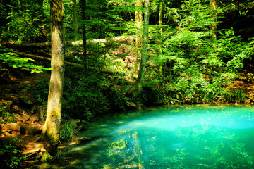 Source of the river in the mountainous forest