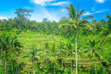 Fototapeta na wymiar Beautiful panoramic view with green rice terraces near Tegallalang village, Ubud, Bali, Indonesia
