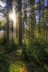 Fototapeta na wymiar Wald vom Sonnenlicht durchflutet