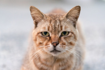 渋い顔で見つめる猫
