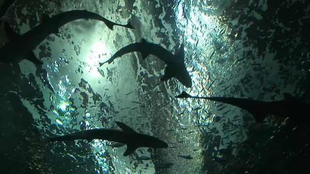 Looking up at silhouette of sharks swimming 