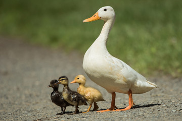 Mallard, Duck - Albino with nestling