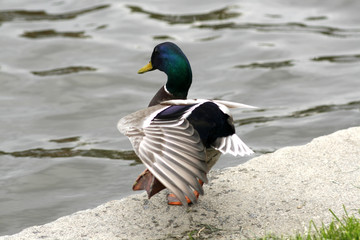 Canard colvert sur une patte au bord de l'eau