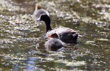 Baby Coot Waterhen