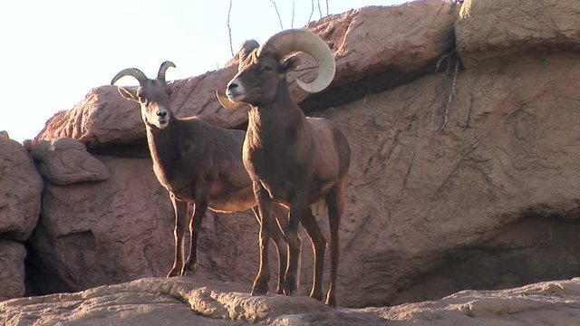 Ram and doe Bighorn Sheep atop a rock in Sonoran Desert