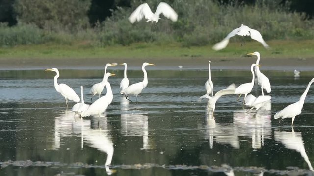 Flock of white egret