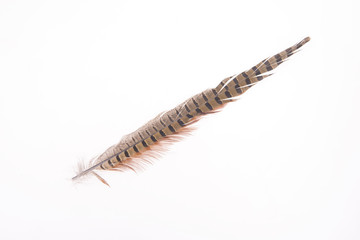 Pheasant feather, on a white background