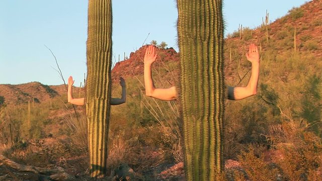 Human arms reaching out from behind the trunks of Saguaro cactus in Arizona