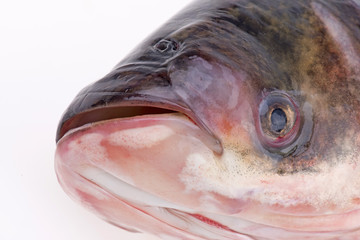 The head of the fish, close-up pictures