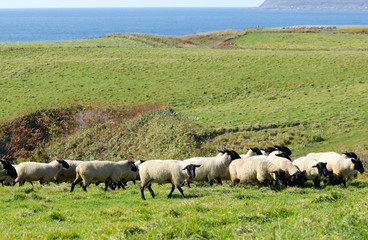 Fototapeta premium 羊が一匹、羊が二匹、、、