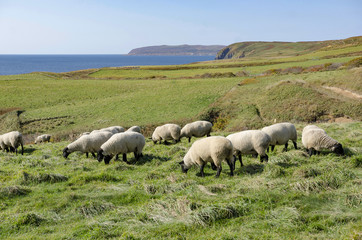 羊が一匹、羊が二匹、、、