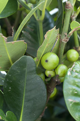 フクギの実（未成熟）