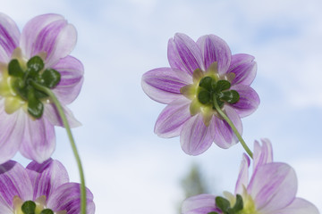 Four Aegean Sky Dahlia Flowers