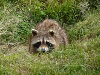 Raccoon hiding in the grass