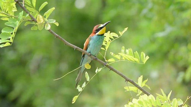 European bee-eater ( Merops apiaster )