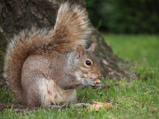 Naklejka na ściany i meble Squirrel eating a walnut