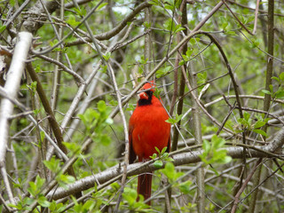 Cardinal bird sitting on the branch