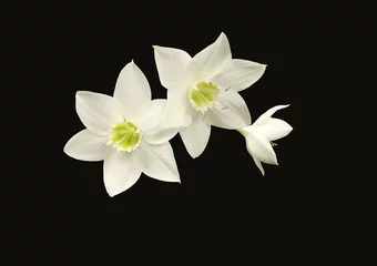 Crédence de cuisine en verre imprimé Nénuphars Three Amazon Lily blooms, isolated on black.
