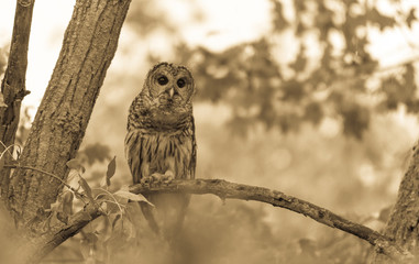 Sepia Owl looking for a mate