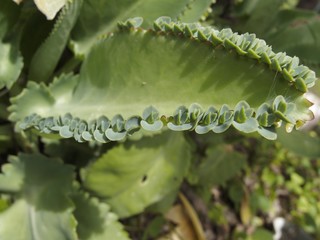 子宝草
