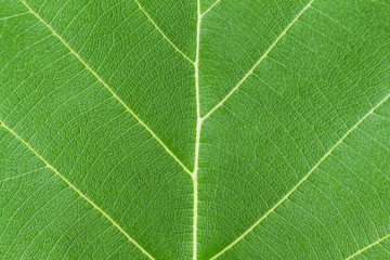 Patterns on leaves in nature