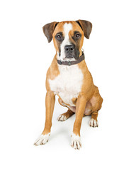 Boxer crossbreed dog sitting on white