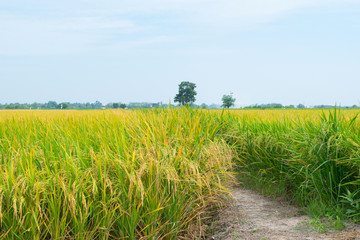 Gold rice field with blue sky