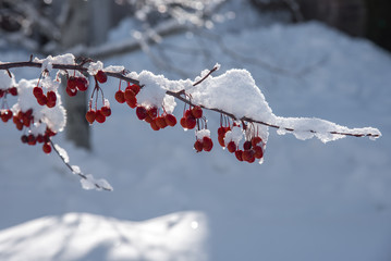 Frozen Berries