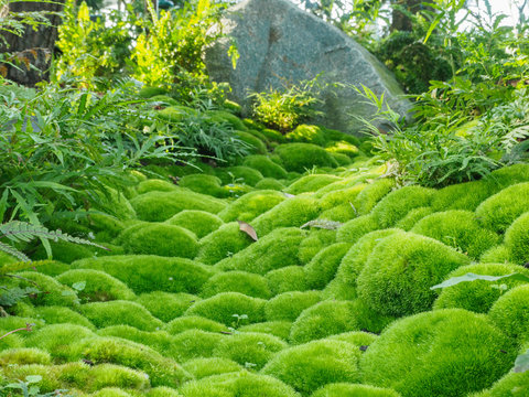 Green moss, of the variety Dicranum scoparium