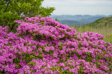 猟師岳　ミヤマキリシマ